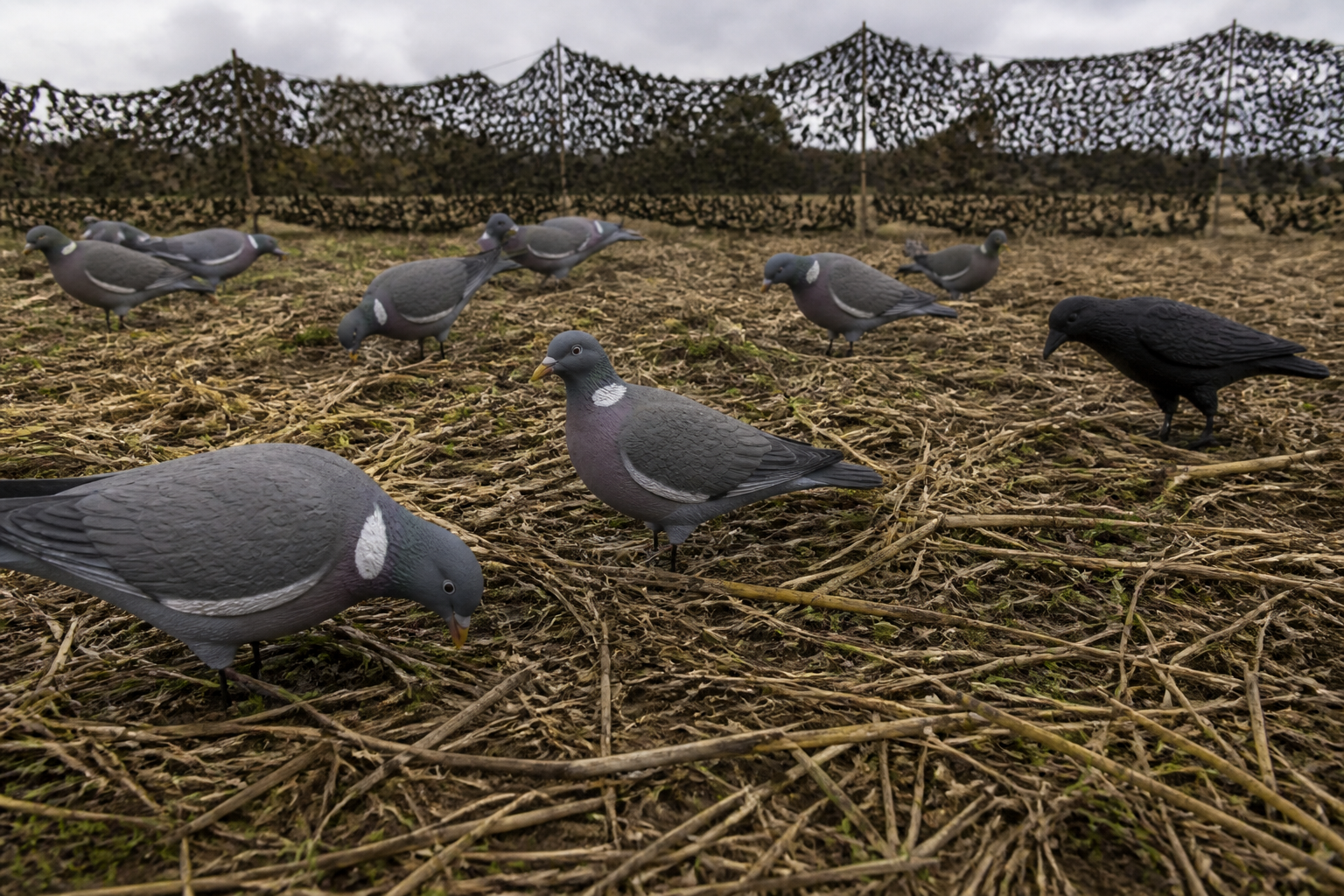 Decoys